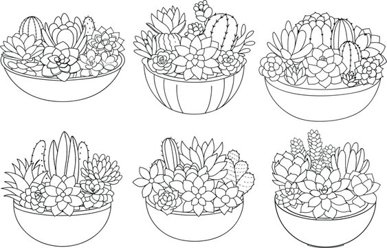 Line art illustration of a succulent plant arrangement in a bowl