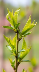 Fresh Green Leaves Unfurling on a Branch in Springtime.
