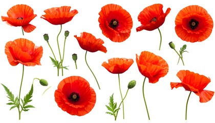 Collection of Beautiful Red Poppy Flowers Isolated on a White Background