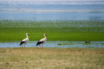 Serene white storks in lush wetland landscape