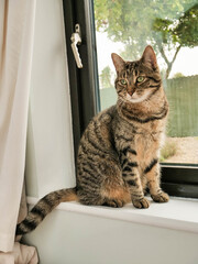 Brown tabby cat is sitting on a windowsill with view on a house backyard. Pet entertainment and bird watching spot. Glass separating wild world and comfortable house life.