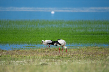 Serene white storks in lush wetland landscape