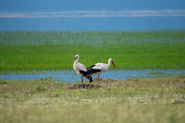 Serene white storks in lush wetland landscape