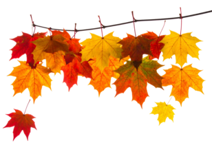 Colorful maple leaves of autumn, hanging on a string against a black background