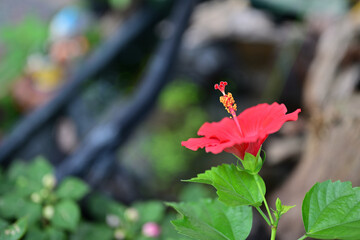 かわいいハイビスカスの夏