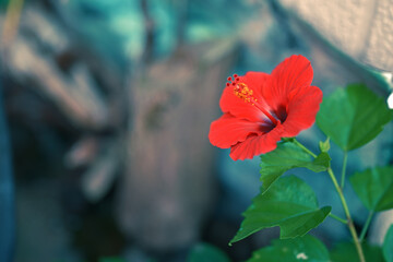 真っ赤な美しいハイビスカスの花