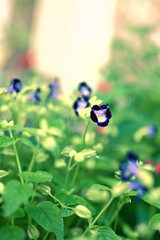 満開のトレニア