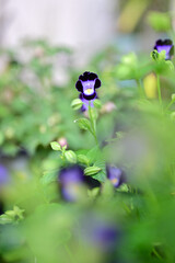 小さなトレニアの花びら