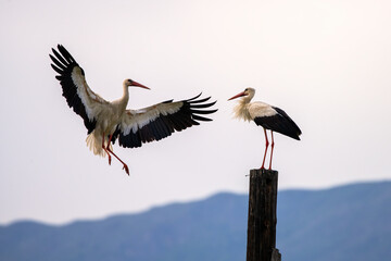 White storks in flight and perched on post against serene mountain landscape