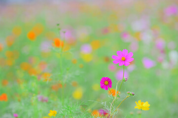 コスモスの花が咲き誇る秋の風景