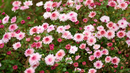 Fototapeta premium Pink daisies blooming in garden setting
