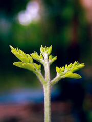 Beautiful Flower Close-Up with Green Leaves in Natural Light – Macro Photography of Fresh Bloom