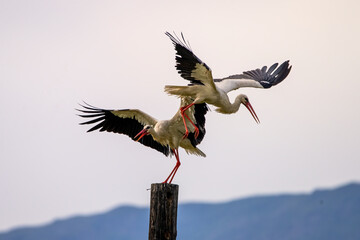 White storks in flight and perched on post against serene mountain landscape