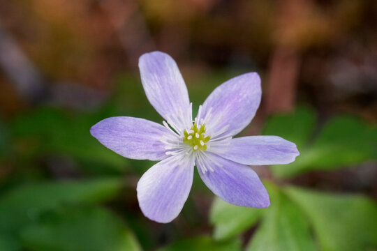 Closeup on a fragile white flowering Oregana Anemone, Anemonoides oregana in North California