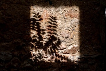 sombras de árbol en pared de piedra