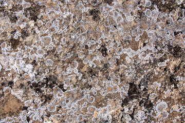 Textura intrincada de líquenes sobre roca erosionada con tonos naranjas y grises, perfecta para fondos, estudios de la naturaleza y temas geológicos.