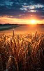 Fototapeta premium Vibrant wheat field under a colorful sunset sky with glowing golden grains
