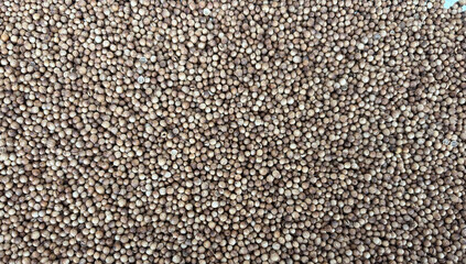 Coriander Seeds Texture Background, Cilantro Grains Pattern, Chinese Parsley Seed Banner, Dry Spices