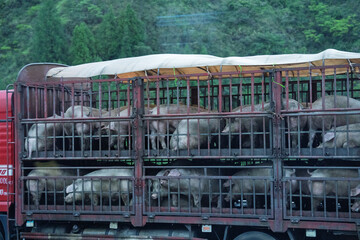 Transport Truck For Transporting Live