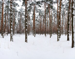Fototapeta premium Snowy pine forest panorama
