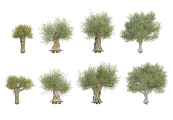 3d trees olea europaea old on transparent background
