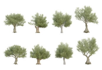 3d trees illustration of olea europaea old in different view on transparent background
