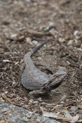 Eastern Bearded Dragon Lizard in Queensland, Australia (Portrait)