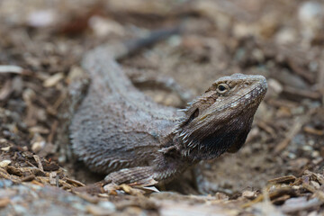 Eastern Bearded Dragon Lizard in Queensland, Australia