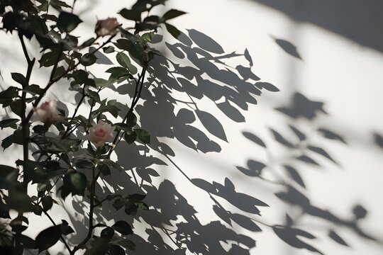 Gray shadow of the wild roses leaves and flowers on a white wall.