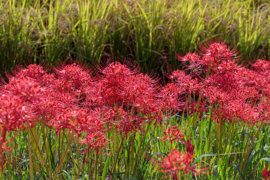 田の手前に咲く彼岸花