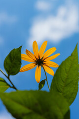 青空背景の葉の間から見えるチトニアの花