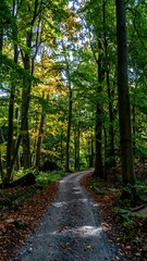 Obraz premium Path through autumn woods