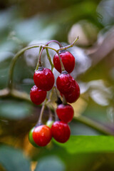 red cherries on the water