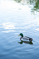 duck in the water