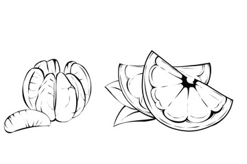 Citrus Anatomy in Line Art