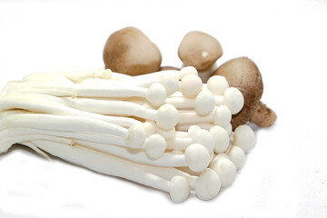 Fresh organic mushrooms and hazelnuts on a white background
