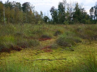 Bog landscape with green moss and natural vegetation