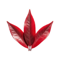Three glossy, deep red leaves arranged symmetrically, fanned against a stark black void