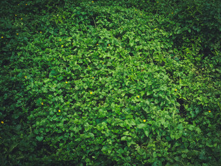 Green plant texture for environment and tranquility background.