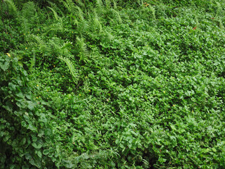 Green plant texture for environment and tranquility background.