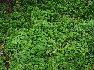 Green plant texture for environment and tranquility background.
