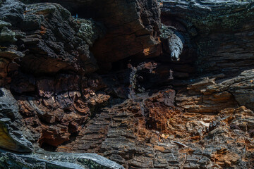 Weathered Wood Texture