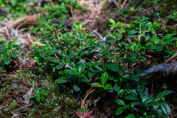 Green Plants in Forest