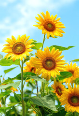 Fototapeta premium Sunflowers and Blue Sky (Flower, Nature, Outdoor Scene), Sunflower, Blue Sky, Nature, Flower