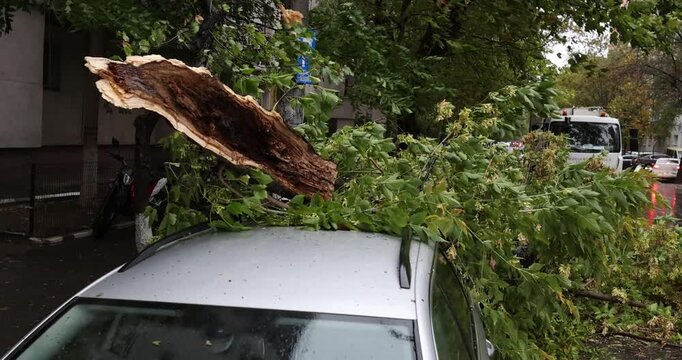A broken tree fell on a parked car during a storm with high winds in Bucharest, Romania.