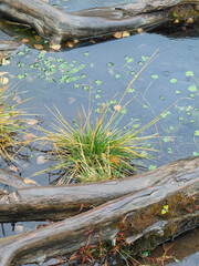 Pond with Roots and Vegetation