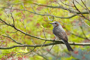 枝にとまるヒヨドリ