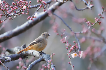 梅の木にとまるジョウビタキ