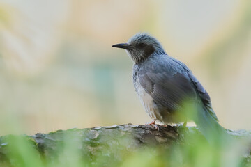 逆光の中、木の枝にとまるヒヨドリ
