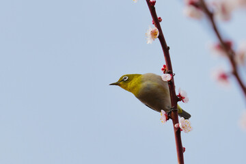 梅の枝に止まるメジロ